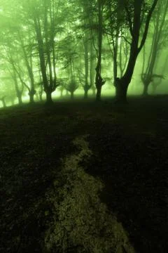 Path to the mysterious forest Stock Photos