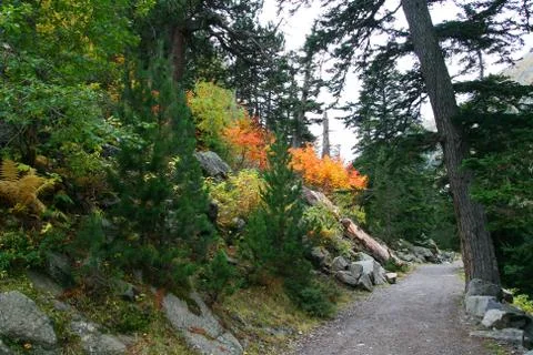 Path in the nature, at autumn Stock Photos