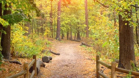 Path in Nature Forest Park, Beautiful Fall Season Colorful Landscape Background Stock Footage 88454375