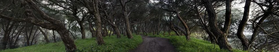A path in Nature 写真素材