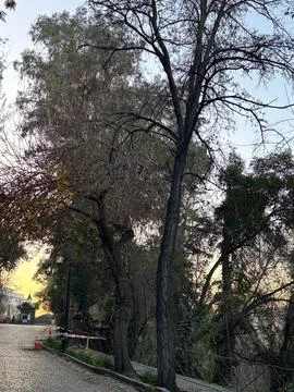 Path in Nature with Tree Stock Photos