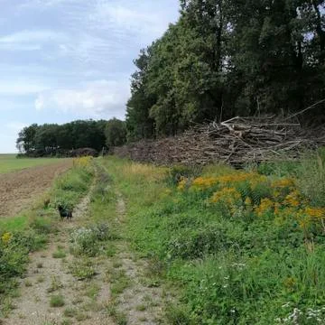 A path near the forest Stock Photos