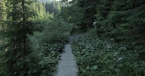Path near the lake in the forest Video stock 166646662