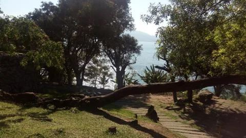 A path near the ocean rounded by trees 库存照片