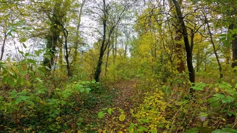 A path in the Netherlands through the autumn colored forest on a cloudy day Stock Footage 311567579