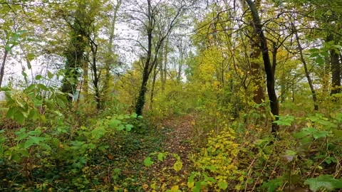 A path in the Netherlands through the autumn colored forest on a cloudy day Stock Footage 311567585