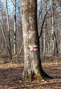 A path network in the natural environment of a forest area in nature Stock Photos