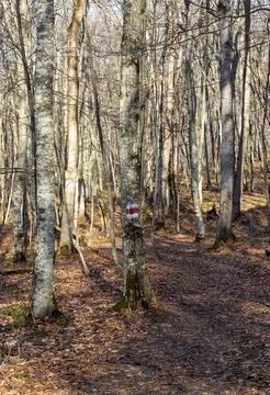 A path network in the natural environment of a forest area in nature Stock Photos