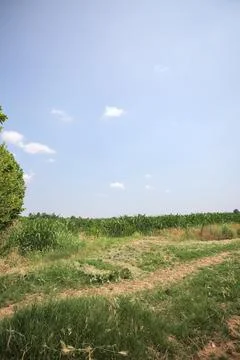 Path next to a corn field Stock Photos