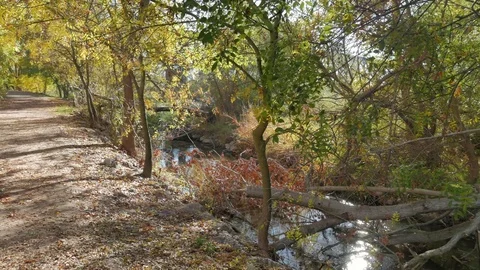 Path next to a stream in autumn Stock Footage 82036521
