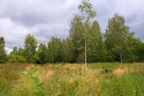 Path next to a young birch growing on a field overgrown with grass Stock Photos