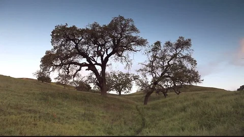 Path To Oak Trees Stock Footage 106114772