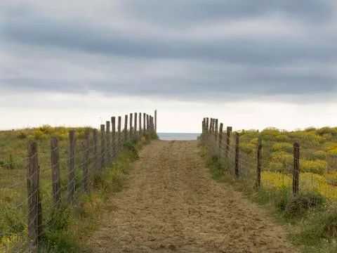Path  to the ocean between  dunes covered with yellow flowers Stock Photos