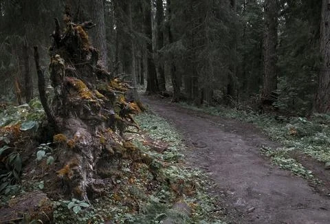 Path in an old dark spruce forest with fallen trunks Stock Photos