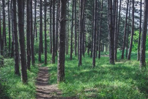 Path or dirt road through evergreen pine forest, hiking concept. Fotos Stock