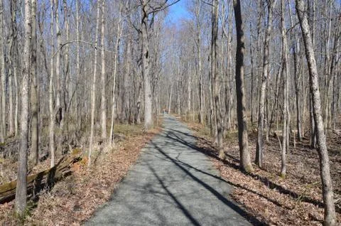 Path or trail in forest or woods with trees and brown leaves Stock Photos