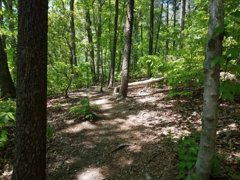 Path or trail in the woods or forest with green leaves Stock Photos
