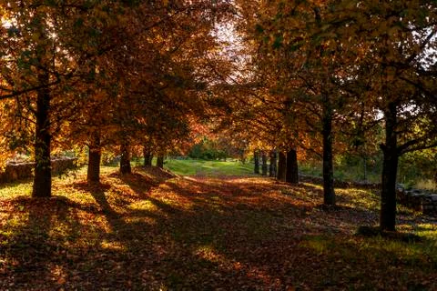 Path with orange trees Stock Photos