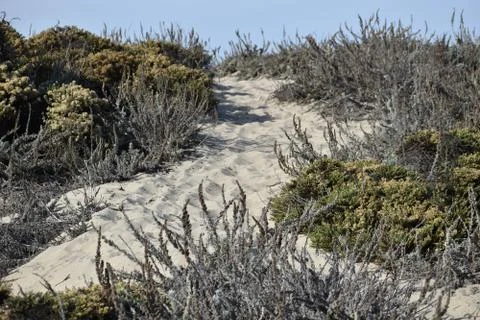 A path over the dunes Stock Photos