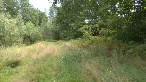 Path overgrown with grass, driving road. Nature landscape Video stock 231742231