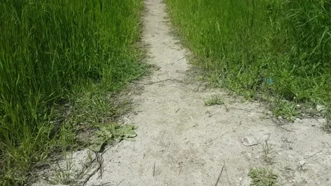 The path is overgrown with grass Stock Footage 154035391