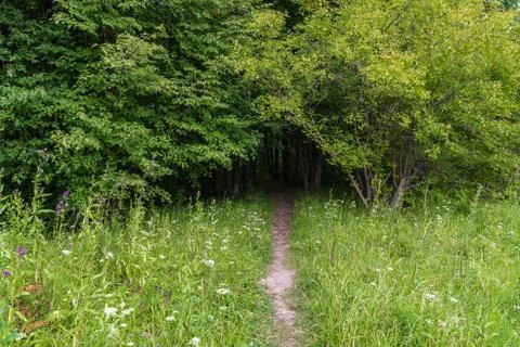 A path overgrown with grass leads into a linden grove Stock Photos