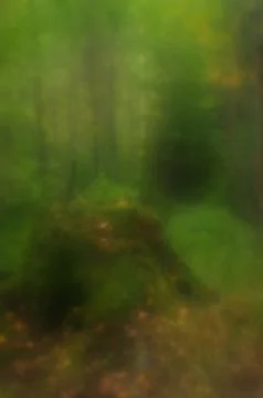 The path to the overgrown stump Stock-Fotos