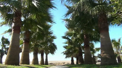 Path with palm trees to the beach Stock Footage 46628071