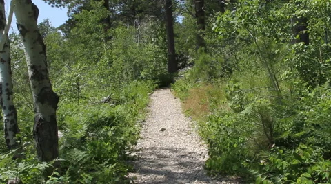 Path into paradise Stock Footage 40365186