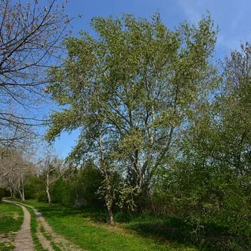 The path in the park along the lake in spring. Stock Photos