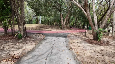 Path in a park among palm trees and trees in Asia Video stock 305985330