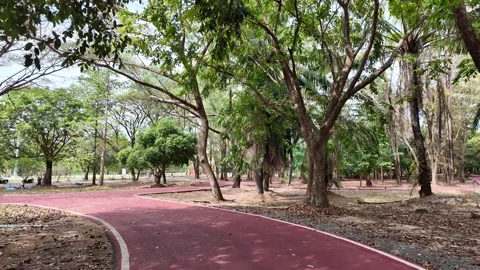Path in a park among palm trees and trees in Asia Stock Footage 305985625