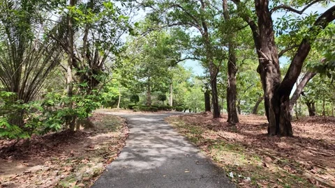 Path in a park among palm trees and trees in Asia Stock Footage 305987175