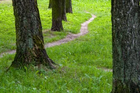 A path in the Park among the trees, a narrow path in the summer forest 写真素材