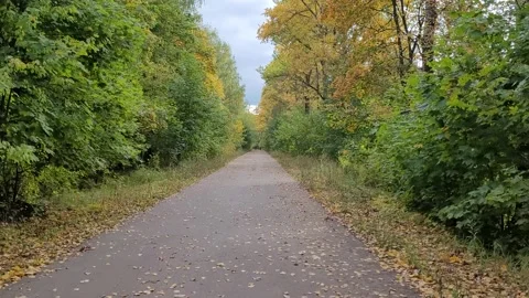 Path in the park in autumn Stock Footage 212571732