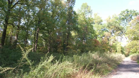 On the path in the park in autumn Stock Footage 283503922