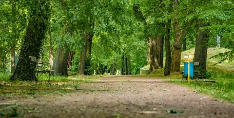 Path in park with benches among trees in green climate Photos