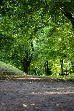 Path in park benches among trees green climate western poland Foto stock