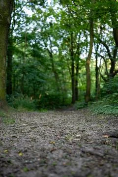 Path in park benches among trees green climate western poland Foto stock