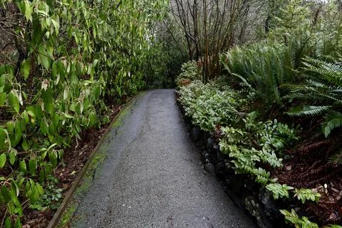 Path in the park between green plants Foto stock