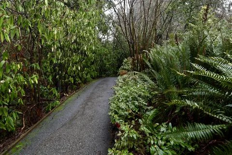 Path in the park between green plants 写真素材