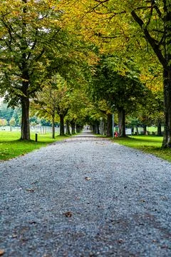Path in the park between the trees during autumn Stock Photos
