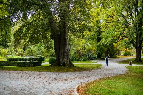 Path in the park between the trees during autumn Stock Photos