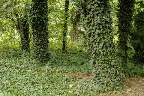 Path in the park between the trees Stock Photos