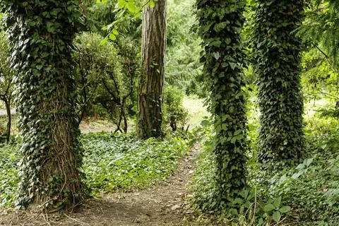 Path in the park between the trees Stock Photos