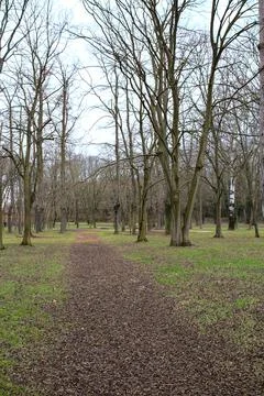 Path in a park bordered by bare trees in an italian town Stock Photos