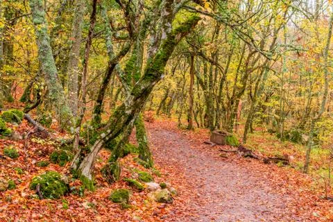 A path in the park, covered with fallen red leaves, a picturesque autumn land Stock Photos
