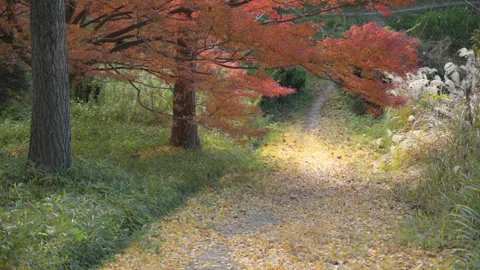 Path in a park covered with fallen yellow leaves. Stock Footage 138796337