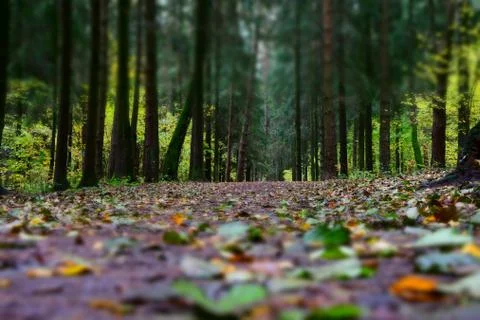 The path in the Park is covered with the first fallen autumn leaves, leaf fall Stock Photos