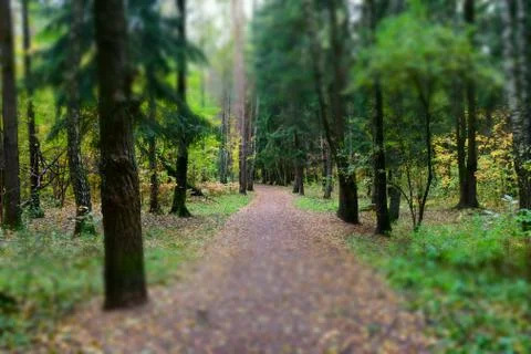 The path in the Park is covered with the first fallen autumn leaves Fotos Stock